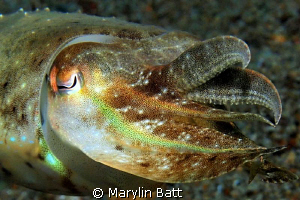 Iwas lucky to get very close to this small cuttlefish by Marylin Batt 